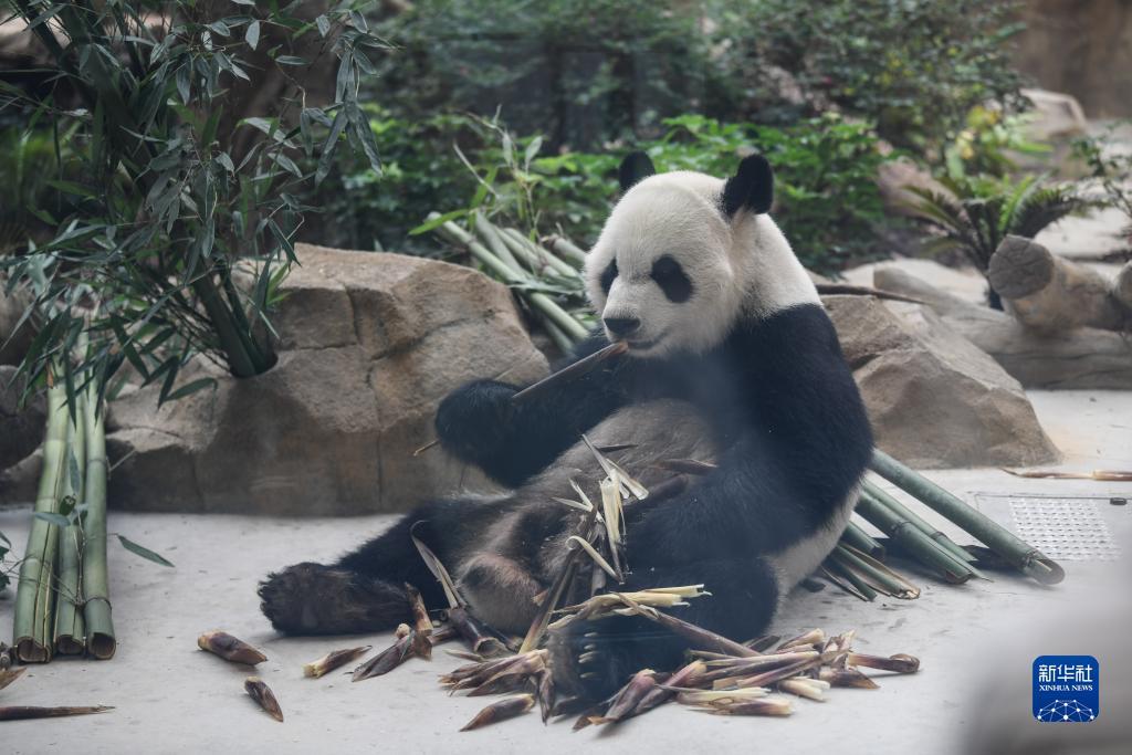 申慱官网下载菲律宾
